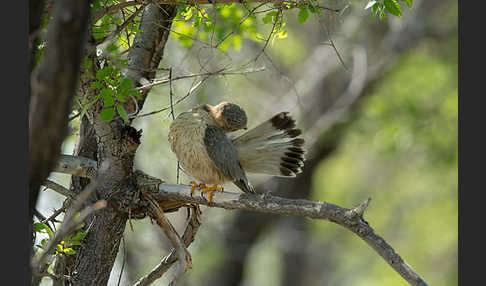 Merlin (Falco columbarius)