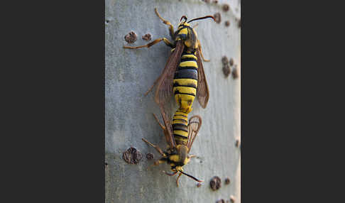 Hornissenschwärmer (Sesia apiformis)