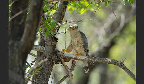 Merlin (Falco columbarius)