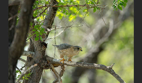 Merlin (Falco columbarius)