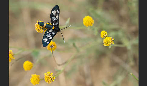 Weißfleckwidderchen (Syntomis phegea)