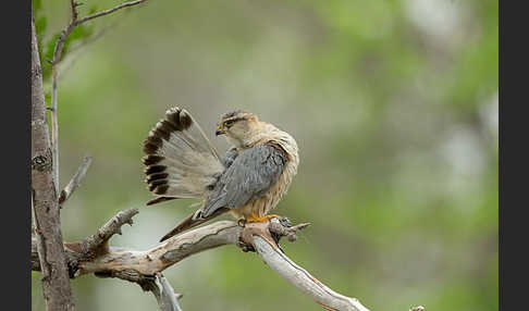 Merlin (Falco columbarius)