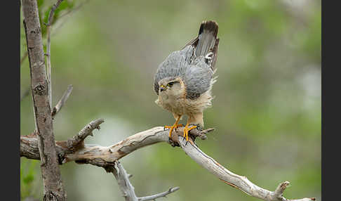 Merlin (Falco columbarius)