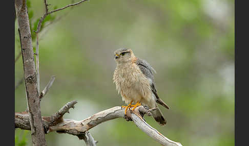 Merlin (Falco columbarius)