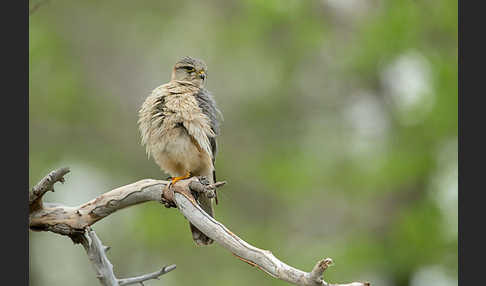 Merlin (Falco columbarius)