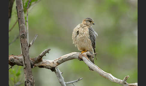 Merlin (Falco columbarius)