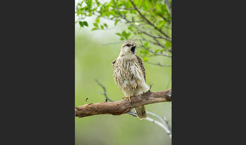 Merlin (Falco columbarius)