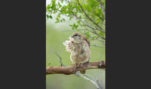 Merlin (Falco columbarius)