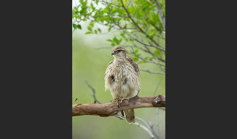 Merlin (Falco columbarius)