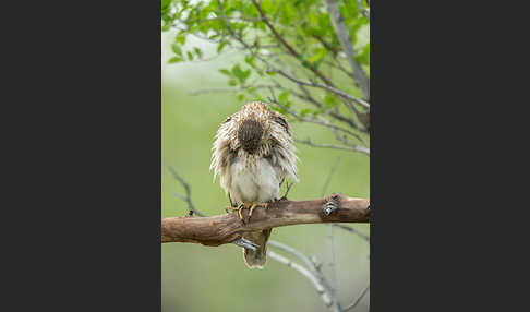 Merlin (Falco columbarius)