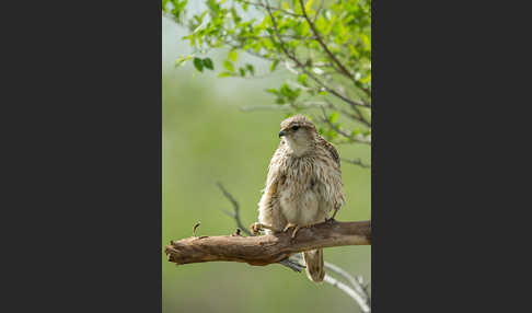 Merlin (Falco columbarius)