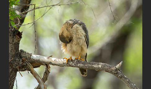 Merlin (Falco columbarius)