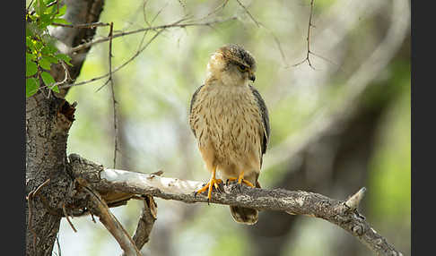 Merlin (Falco columbarius)