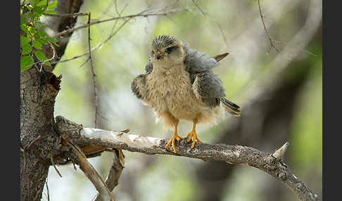 Merlin (Falco columbarius)