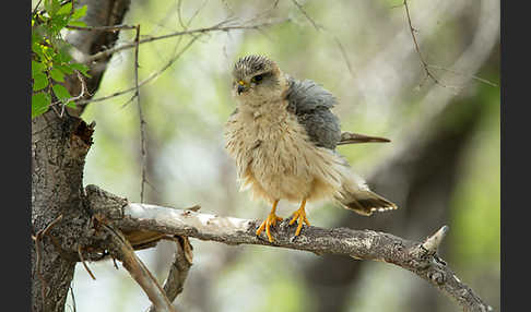 Merlin (Falco columbarius)