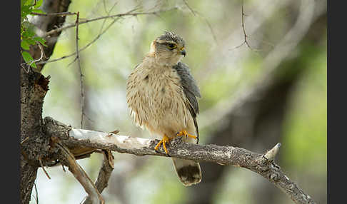 Merlin (Falco columbarius)