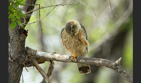 Merlin (Falco columbarius)