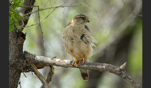 Merlin (Falco columbarius)