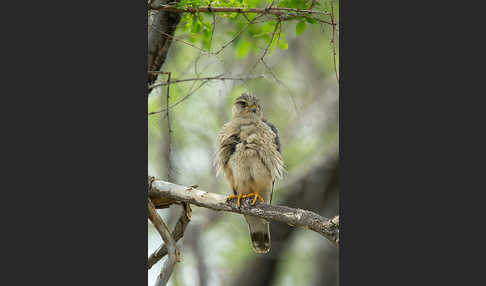 Merlin (Falco columbarius)