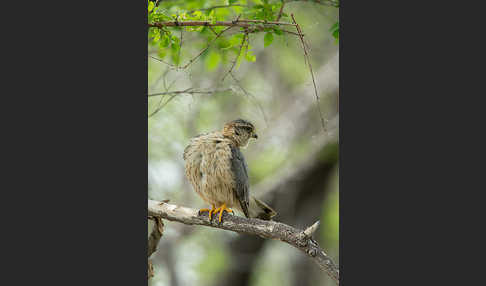 Merlin (Falco columbarius)