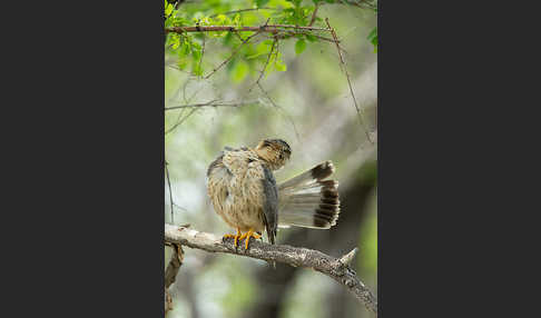 Merlin (Falco columbarius)