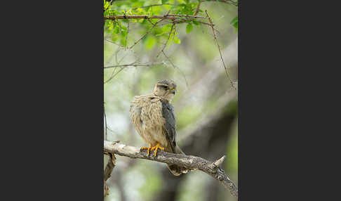 Merlin (Falco columbarius)