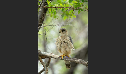 Merlin (Falco columbarius)