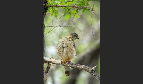 Merlin (Falco columbarius)