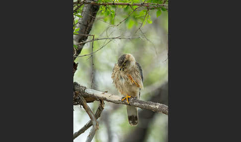 Merlin (Falco columbarius)