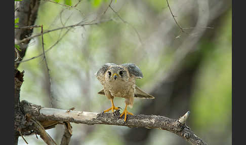 Merlin (Falco columbarius)