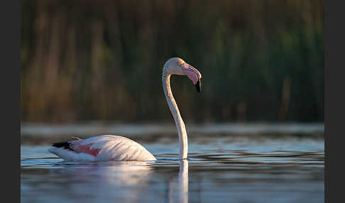 Rosaflamingo (Phoenicopterus roseus)