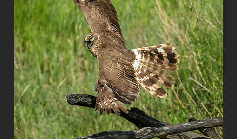 Steppenweihe (Circus macrourus)