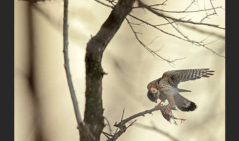 Merlin (Falco columbarius)