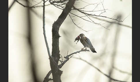 Merlin (Falco columbarius)