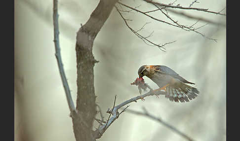 Merlin (Falco columbarius)