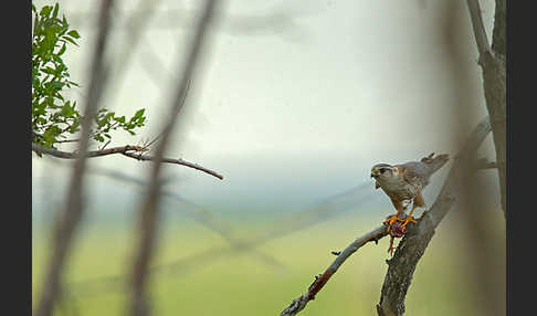 Merlin (Falco columbarius)