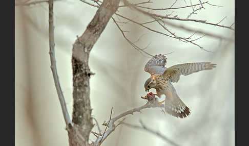 Merlin (Falco columbarius)