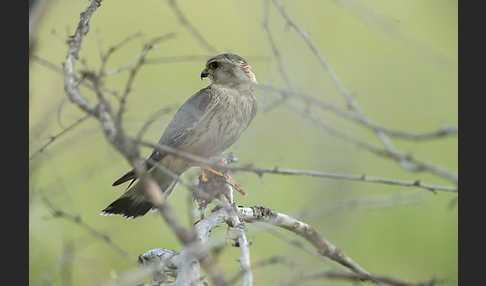 Merlin (Falco columbarius)