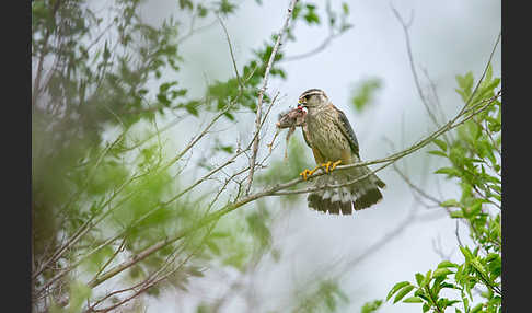 Merlin (Falco columbarius)