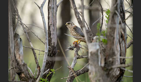 Merlin (Falco columbarius)