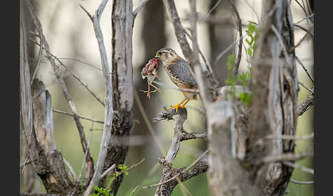 Merlin (Falco columbarius)