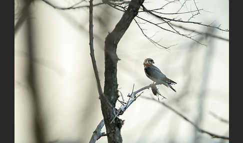 Merlin (Falco columbarius)