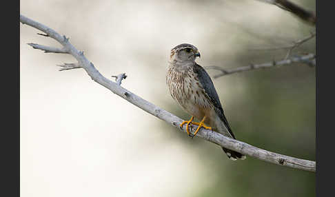 Merlin (Falco columbarius)