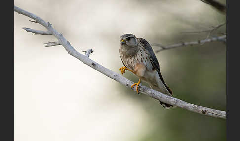 Merlin (Falco columbarius)