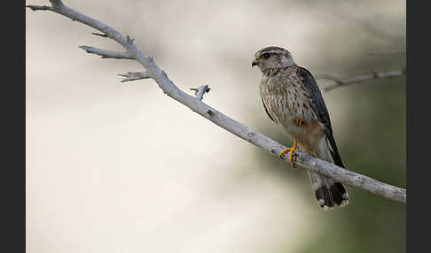 Merlin (Falco columbarius)