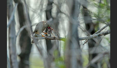 Merlin (Falco columbarius)