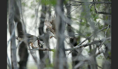 Merlin (Falco columbarius)