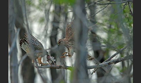 Merlin (Falco columbarius)