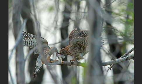 Merlin (Falco columbarius)