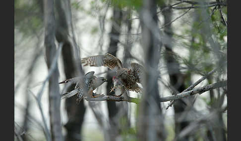 Merlin (Falco columbarius)